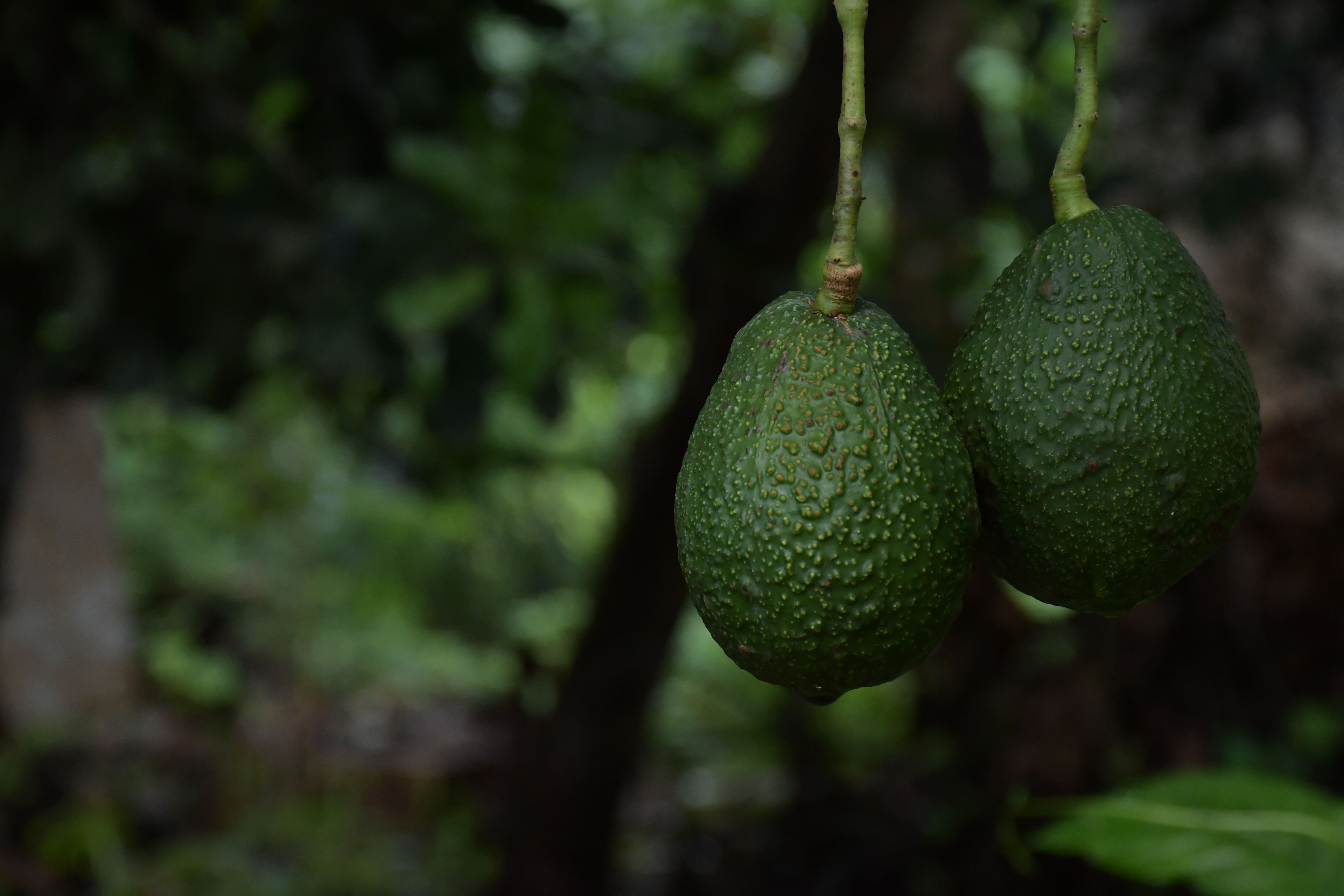 Premium Avocados